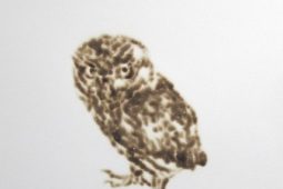 Burrowing-Owl-2